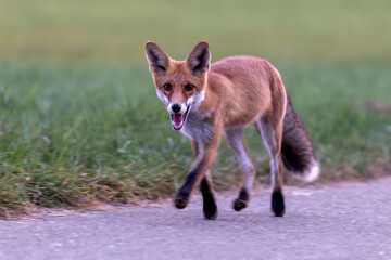 red fox in the wild