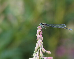 Fototapeta premium A blue damselfly resting on a pink flower.