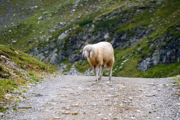 sheep on a gravel road, Schaf auf einer Alm
