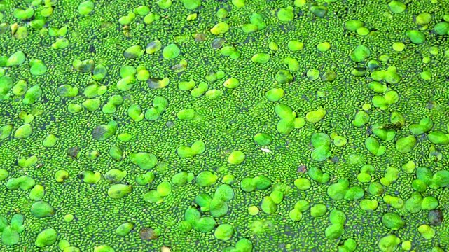 Aquatic plants rootless duckweed Wolffia arrhiza and duckweed Lemna turionifera, smallest flowering plants living on the surface of water, Ukraine