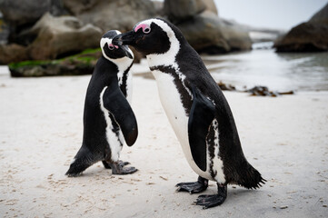 African Penguin Pair on a Beach loving each other