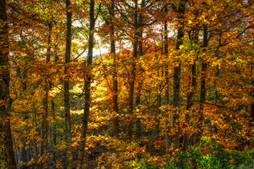 Light through the autumn trees