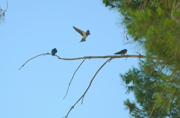 A group of young swallows on a branch in the middle of the forest. Photo taken on June 29, 2024.