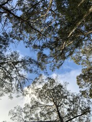 trees and sky