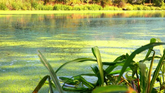 Shadows and highlights on lake water with floating on the surface Aquatic plants rootless duckweed Wolffia arrhiza and duckweed Lemna turionifera, Odessa