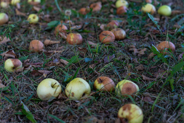 Apples, rotten and whole, lie in the grass under the apple tree