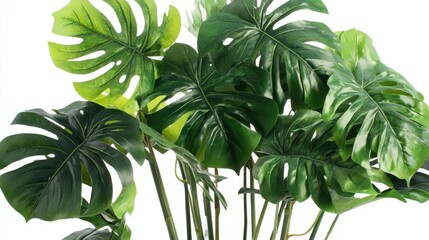 Authentic Monstera with lush foliage and distinctive leaf patterns, set against a white background for a chic and elegant appearance