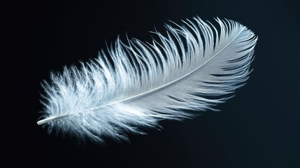Obraz premium Close-up of a pristine white feather with fine details, floating against a jet-black backdrop