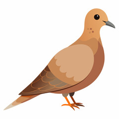 Mourning dove bird vector art illustration in white background