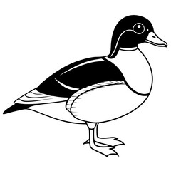 Wood duck isolated on white background