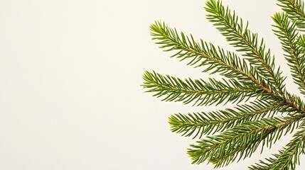 Obraz premium A close-up of a fir tree branch with vibrant green needles against a light solid color background,No blurriness
