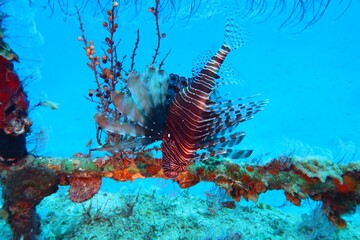Predator venomous marine life, photography from scuba diving. Red lionfish (Pterois) sitting on the shipwreck. Poisonous fish on the underwater structure.  Wildlife in the ocean, travel photo.