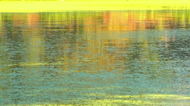 Shadows and highlights on lake water with floating on the surface Aquatic plants rootless duckweed Wolffia arrhiza and duckweed Lemna turionifera, Odessa