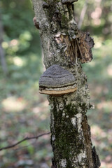 The real tinder (Fomes fomentarius) is a widespread tinder fungus, a parasite.