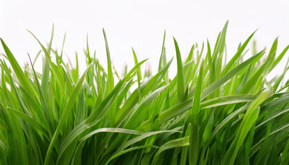 Fototapeta premium Bright green grass on isolated white background. Close-up.