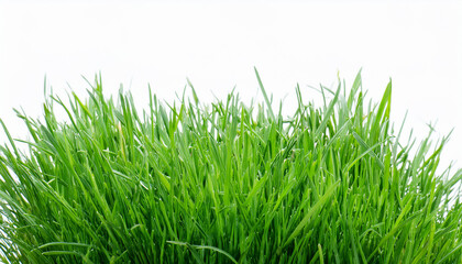 Fototapeta premium Bright green grass on isolated white background. Close-up.