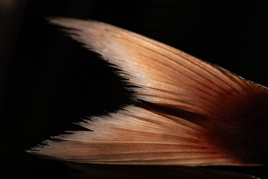 Detalle de la Cola de un pargo