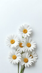 Fototapeta premium white daisies on a white paper texture background with copy space