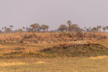 Telephoto shot of a large herd of Burchell's Plains zebras, Equus quagga burchelli, running on the...