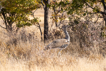 The Kori Bustard -Ardeotis kori- is considered to be the largest flying bird of Africa. Here it is...