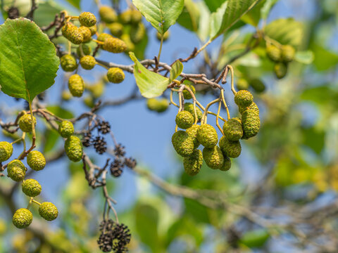 Gr&uuml;ne Erlenzapfen h&auml;ngen an kleinen Zweigen der Schwarzerle (Alnus glutinosa).