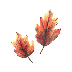 Two maple leaves in orange, yellow and burgundy. Hand-drawn watercolor illustration on the theme of autumn and harvest. Set of objects isolated from the background.