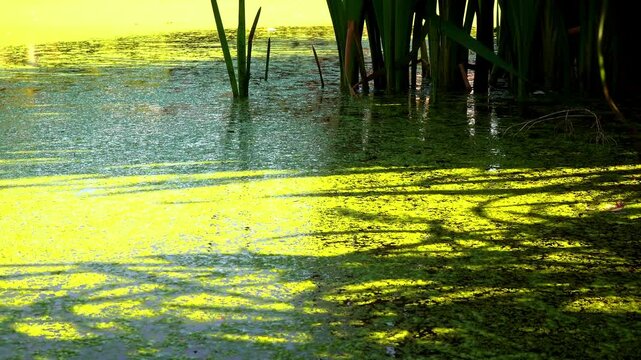 Shadows and highlights on lake water with floating on the surface Aquatic plants rootless duckweed Wolffia arrhiza and duckweed Lemna turionifera, Odessa