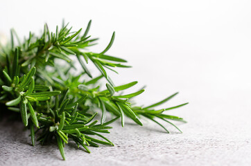 A bouquet of rosemary on light background with copy space. 