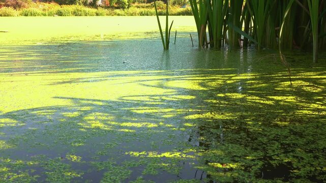 Shadows and highlights on lake water with floating on the surface Aquatic plants rootless duckweed Wolffia arrhiza and duckweed Lemna turionifera, Odessa