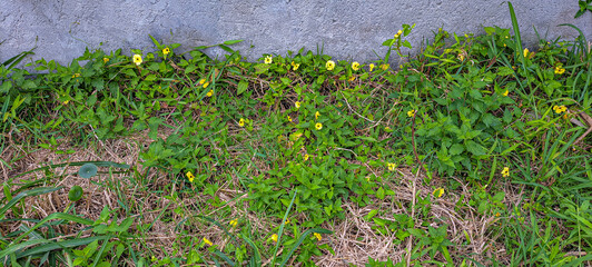 plantas rasteiras com flor amarela