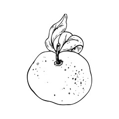 Orange, tangerine with branch and leaves, citrus tropical fruit. Line art is a simple hand-drawn illustration in black and white ink. Isolated vector EPS object.