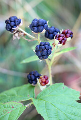 Berries ripen on a branch of common blackberry (Rubus caesius).