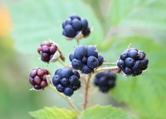 Berries ripen on a branch of common blackberry (Rubus caesius).