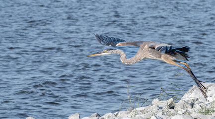 Great blue heron in flight over a lake.