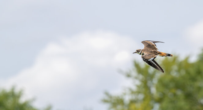 Closeup of a killdeer in flight.
