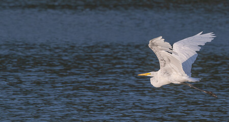 Great egret, or white heron, in flight over a lake at sunset.