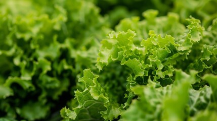 Fresh Green Lettuce Leaves for Healthy Eating and Cooking Ideas
