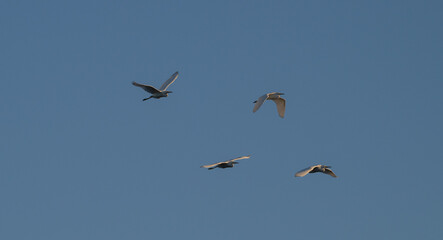 Flock of juvenile little blue herons in flight.