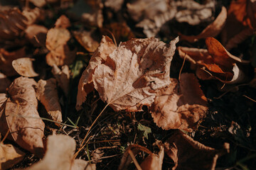 Fallen autumnal brown orange leaves in the park, natural background for seasonal design