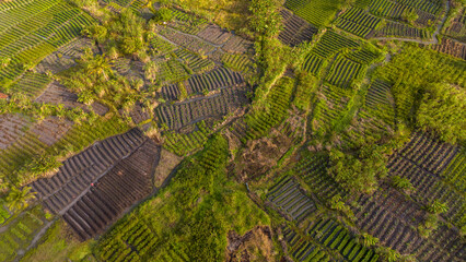 agricultura familiar vista de cima
