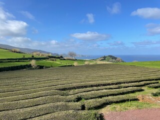 Azores, tea fields 