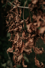 Dry brown autumnal leaves growing on a tree in the park, seasonal autumn natural plants