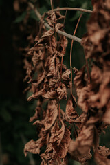 Dry brown autumnal leaves growing on a tree in the park, seasonal autumn natural plants