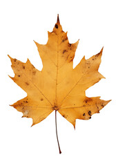 Obraz premium PNG Real Pressed a Maple leaf maple textured plant.