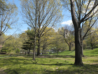 Obraz premium in Central Park on a sunny spring day
