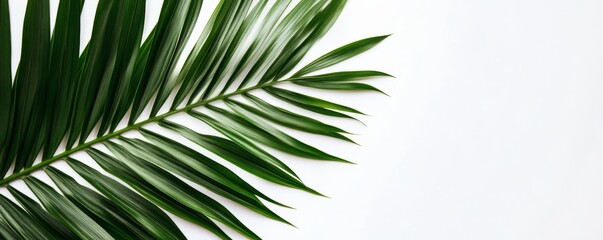 Palm leaf on white background, minimalistic nature concept