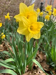 Obraz premium daffodils in spring