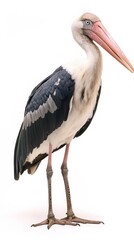 Obraz premium Marabou Stork Bird with White Background, Realistic Photo, Wallpaper, Cover and Screen for Smartphone, PC, Laptop, 9:16 and 16:9 Format