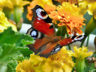Ein Tagpfauenauge auf einer Blüte