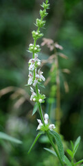 Stachys recta grows in nature
